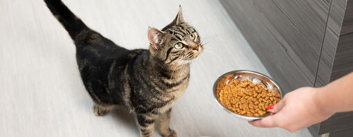 Cat Feeding Advice Top Tips Purina